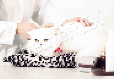 The Basics of Cat Health Care