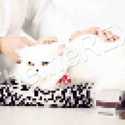 The Basics of Cat Health Care
