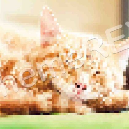 Pet Nutrition and Feeding