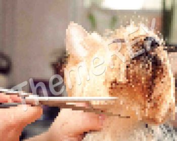 Occaecat cupidatat non