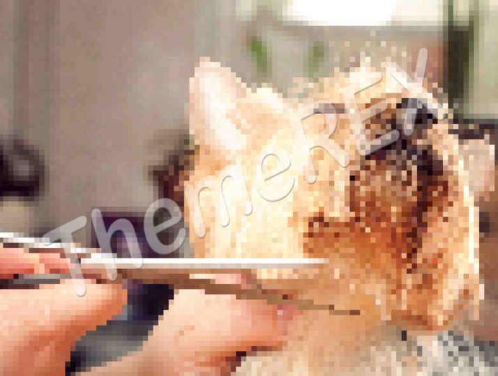 Occaecat cupidatat non