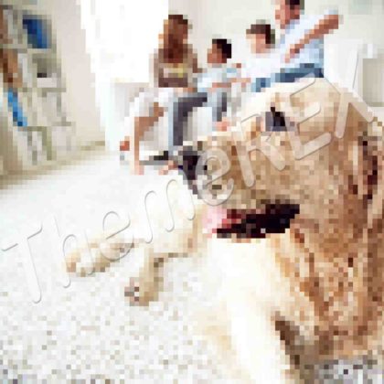 The Best Diet for Overweight Dogs