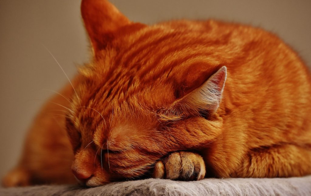 cat-1675427_1920
