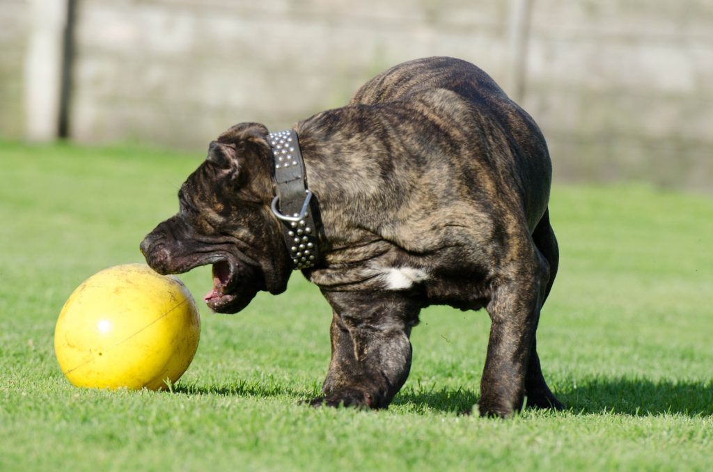 dogo-canario-750555_1920